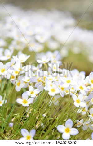 A little white flowers in a garden.