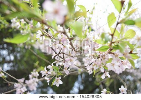 Spring Cherry blossoms tree with green leaf