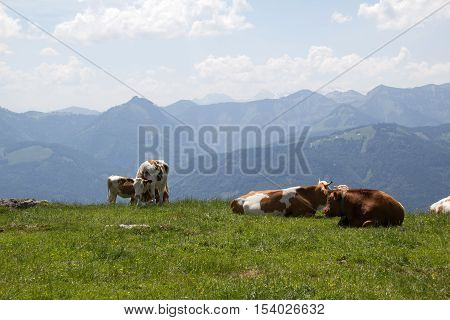 Schafberg / cows on pasture in the mountains