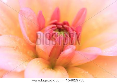 Macro of an red white dahlia - cultivar Harzfee