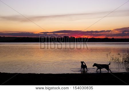two dogs are playing during sunset at lake