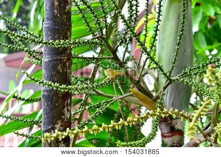 Gecko on a green leaf palm in forest Tailand