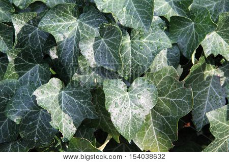 Ivy / Ivy - creeping shrubs clinging to their adventitious roots of the walls, tree trunks, and so on.