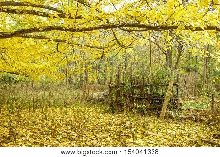 The beautiful maidenhair tree scenery in autumn