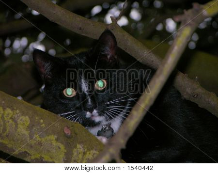 Kedi gözleri