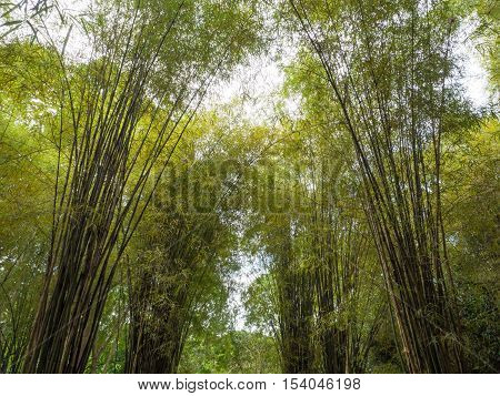 Bamboo, forest, background, green, sunny, sunshine, shinny