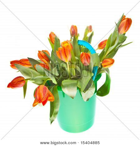 Tulipas laranja no balde