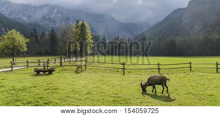 Goat On Pasture