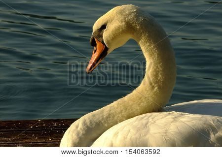 a white swan by the blue lake