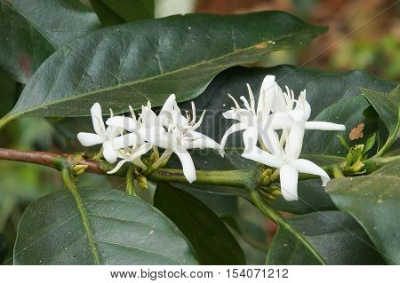 Blossom of coffee bush, Bolaven Plateau, Laos, Asia