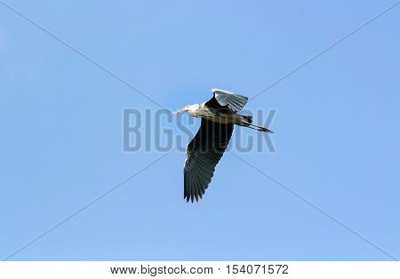 grey crane flying high in the sky to spread its large wings
