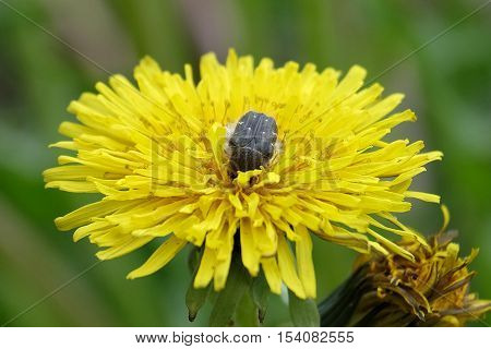 Oxythyrea funesta eats flower dandelion. Beetle garden pests. Сhafer hairy.