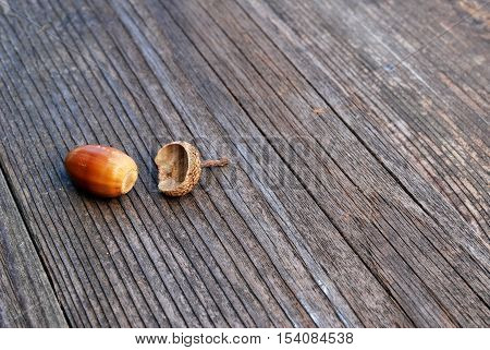 Acorn from an oak tree after losing its cupule