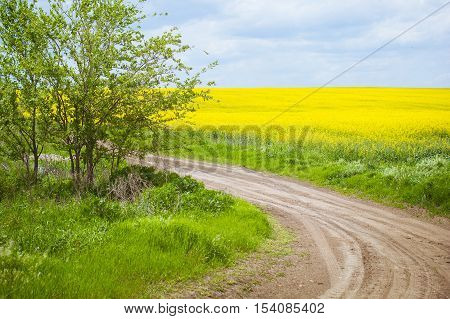 Spring. Spring landscape. Spring. Yellow field of blooming canola and blue sky with clouds . The road stretches into the distance. Way. Road turn. Green tree on the horizon