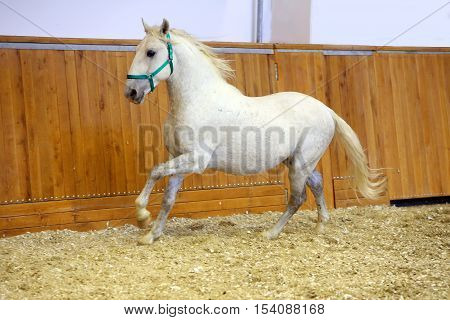 Young purebred lipizzan breed horse canter alone. Grey colored youngster lipizzan horse galloping in riding hall
