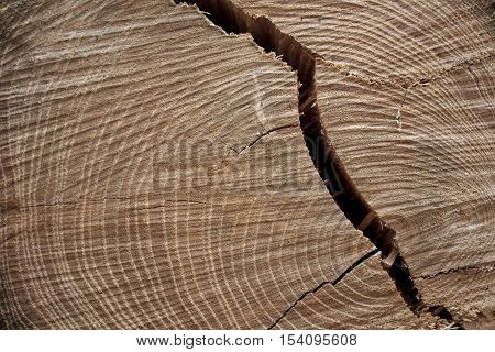 Close up of cross section of tree rings with crack