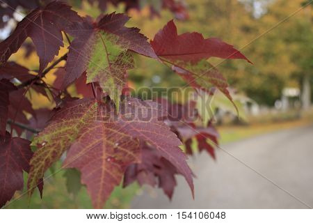 Close up of red leaves on tree with blurred road in background