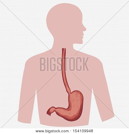 Stomach vector digestive diagram set, human anatomy image. Illness respiratory graphics. Vector