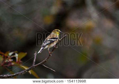 American Goldfinch in bush in back yard.
