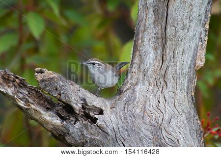 Bewick Wren sitting on old dead tree in woods.
