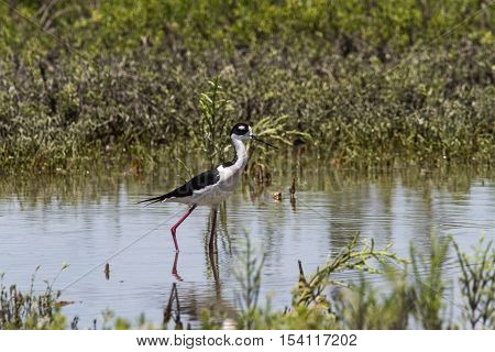 Black-necked stilt wading in coastal marsh in South Texas.