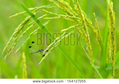 Drogonfly on Thai Jasmine rice leaf also known as Hom mali rice
