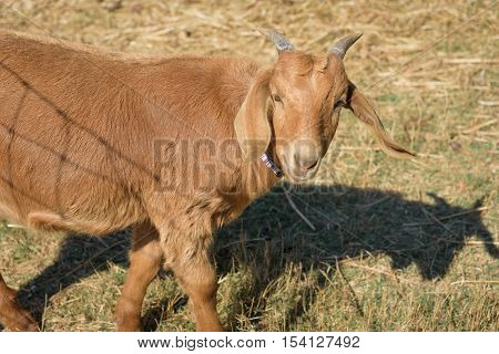 goat walking on the farm in North Georgia