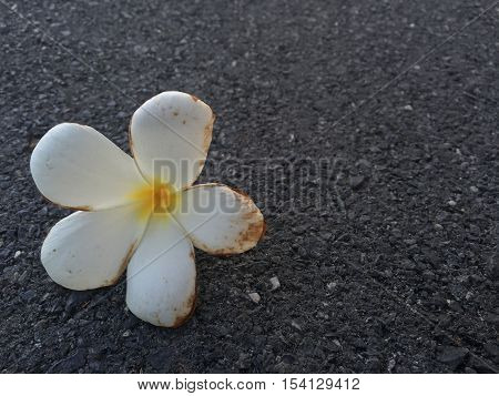 A white flower falling on a road.