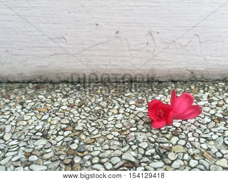A little red flower on the rock floor.