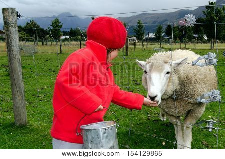 Little Girl Feed Animal