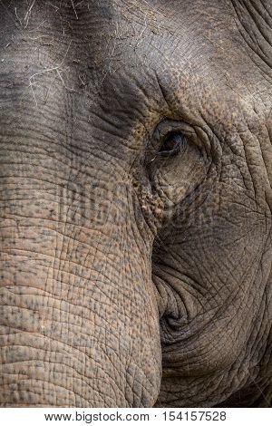 The half face of old elephant in asia