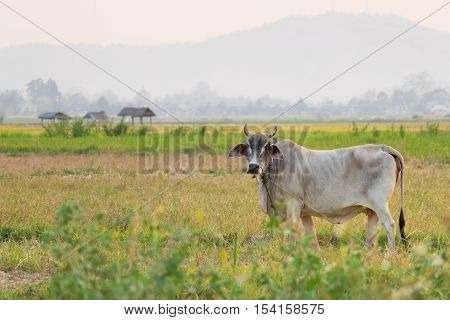 A Cow on the field in asia