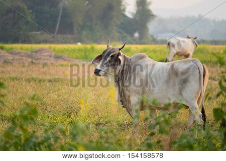 The cows on field in summer time