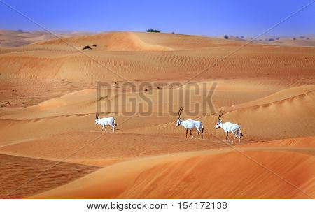 Oryxes or Arabian antelopes in the Desert Conservation Reserve near Dubai, UAE