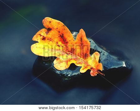 Detail Of Rotten Old Oak Leaf On Basalt Stone In Blurred Water