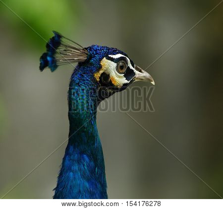 Peacocks head, feather, eye, beak against blurred natural green background