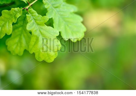 Oak leaves and copy space, springtime background.