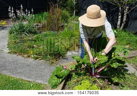 One mature woman (60s - 70s) wearing a hat cutting fresh Silverbeet plant working in the garden.