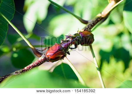 Close up male fighting beetle (rhinoceros beetle) are fighting on tree