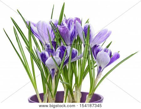 Purple blossoming crocuses in a flower pot, isolated on white.
