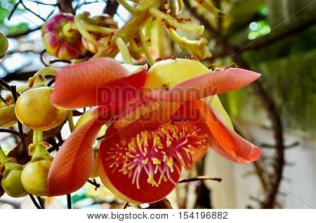 Shorea robusta flowers are blooming in red.