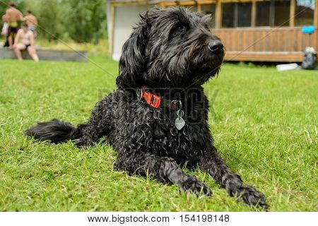 Black middle Schnauzer is attentive to the meadow - dog portrait