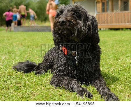 Faithful black middle Schnauzer is attentive to the meadow - dog photo