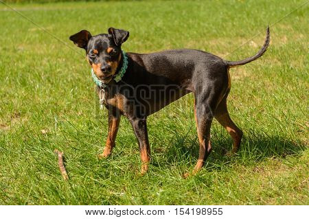Dwarf pinscher on the meadow looks attentively to the camera