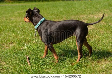 In the meadow standing dwarf pinscher - dog portrait