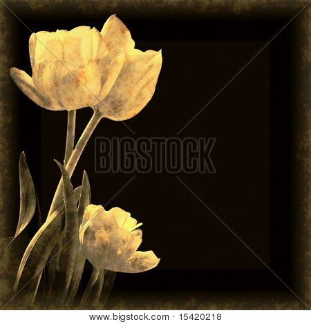 Vintage tulipaner