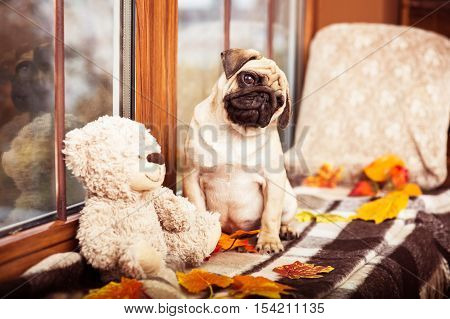 Cute Little Pug Sits On Autumn Windowsill And Looking At The Cam