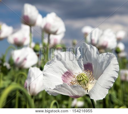 field of flowering opium poppy papaver somniferum