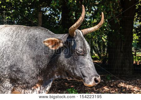 Cattle head body closeup grazing summer range.