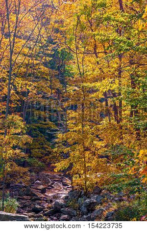 Vibrant Autumn leaves of Schoolys Mountain Park in Morris County New Jersey.